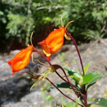 Flower in the National Park Amboro
